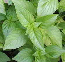 basil.jpg