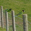 五色鳥, 在澳洲常見