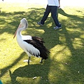 Mandurah, 超大的鳥走在陸上, 隨後就瞬間飛走消失