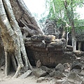 Ta Prohm, 塔普倫寺, 特色是大樹幹與寺廟合為一體