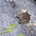 A Quokka