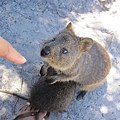 Quokkas