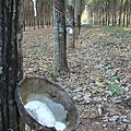 Kompong Cham, 磅湛的橡膠栽植場, 可以看到樹皮割掉會流出汁液