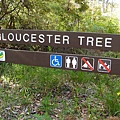 這棵樹的名字Gloucester Tree, 樹種是Karri