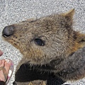 Rottnest Island上的特有種Quokka, 是袋鼠的一種, 像老鼠