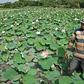 接下來是蓮花田