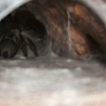 蜘蛛洞裡