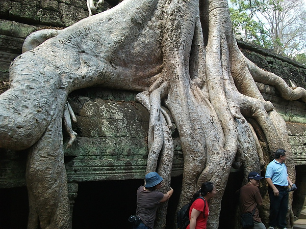 塔普倫寺, 超巨大樹根