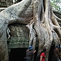 塔普倫寺, 超巨大樹根