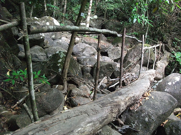 森林步道, 簡易樹幹橋