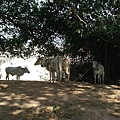 島上的牛群