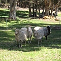 羊兒們