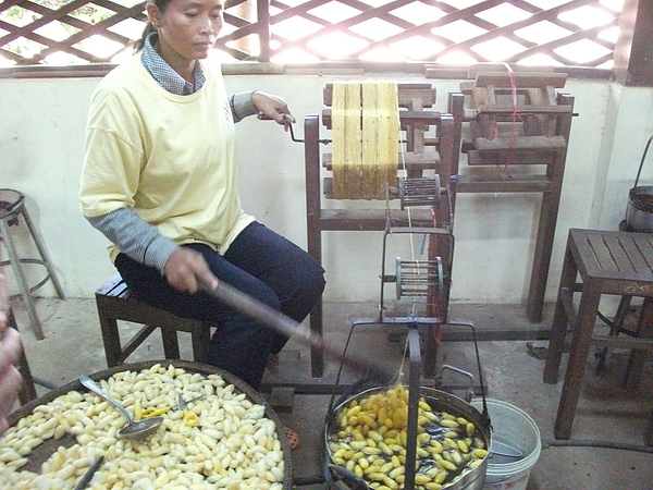 正在煮蠶繭, 並初步整理蠶絲