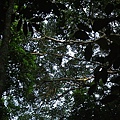 長臂猿, 生活在樹頂端, 叫聲非常大聲, 在此照片裡看不清楚