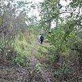 往Preah Khan另一遺跡走去, 要先經過一片林