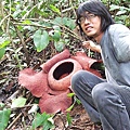 This is rafflesia, 這就是剛開的大王花, 味道不怎麼好聞