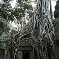 Ta Prohm, 塔普倫寺