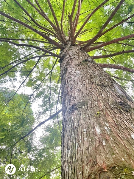 森呼吸露營區｜南投露營區推薦｜中寮鄉｜低海拔森林系露營｜滿滿