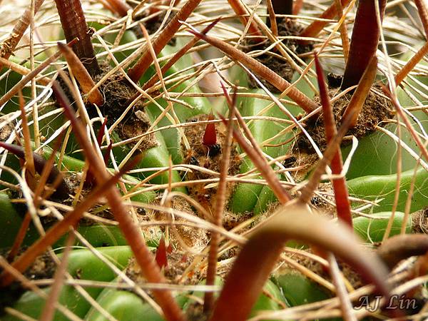 巨鷲玉栽種-9-紅刺長出來，表示根開始在活動了