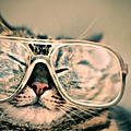 boss-fight-free-high-quality-stock-images-photos-photography-glasses-cat.jpg