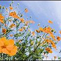 s[wall001_com]_Blue_Sky_and_Flowers_1600x1200_HM131_350A0.jpg