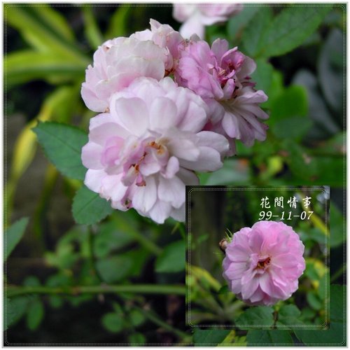 10 11 淺天使薔薇 大女孩的花間情事 痞客邦 10 11 淺天使薔薇 大女孩的花間情事 痞客邦