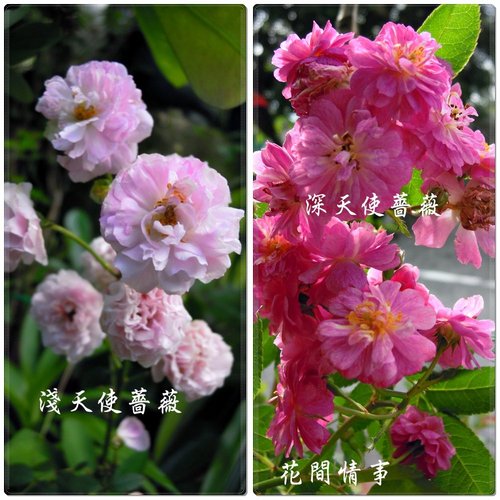 10 11 淺天使薔薇 大女孩的花間情事 痞客邦 10 11 淺天使薔薇 大女孩的花間情事 痞客邦