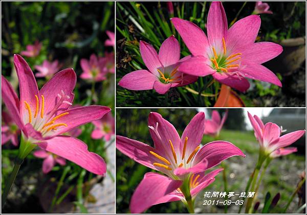 2011-08-韭蘭25.jpg