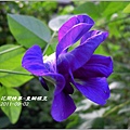 2011-09-重瓣蝶豆1.jpg