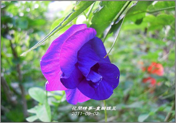 2011-09-重瓣蝶豆2.jpg