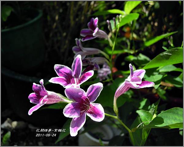 2011-10-紫鶴花3.jpg
