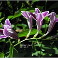 2011-10-紫鶴花6.jpg