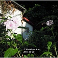 2011-10-樹牽牛5.jpg