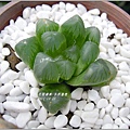 2011-10-多肉植物14.jpg