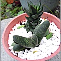 2011-10-多肉植物29.jpg