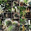 2011-11-多肉植物31.jpg