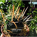 2011-11-多肉植物11.jpg