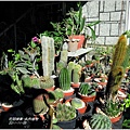 2011-11-多肉植物17.jpg