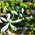 2011-11-多肉植物18.jpg