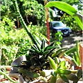 2011-11-多肉植物27.jpg