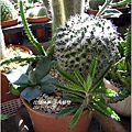 2011-11-多肉植物28.jpg