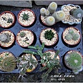 2011-11-多肉植物6.jpg