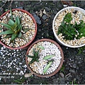 2011-11-多肉植物4.jpg