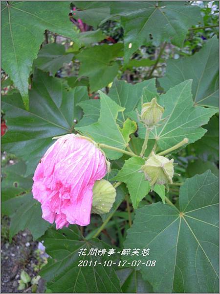 2011-11-醉芙蓉11.jpg