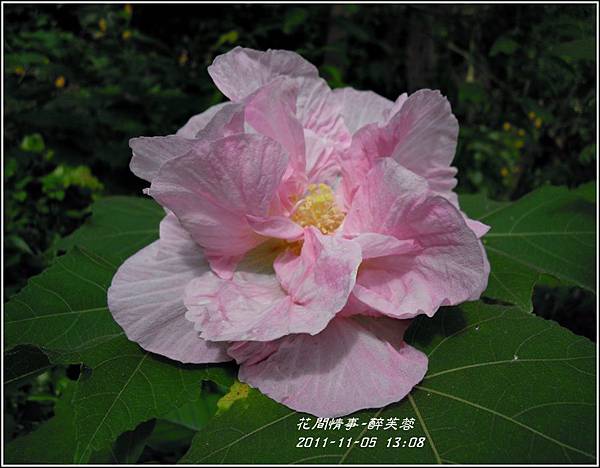 2011-11-醉芙蓉20.jpg