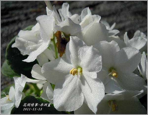 2011-11-非洲蓳19.jpg