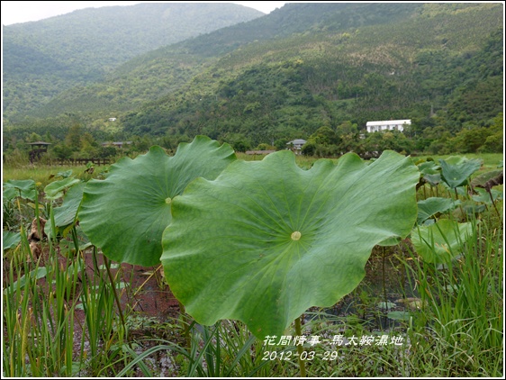 2012-03-馬太鞍濕地4