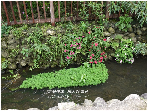 2012-03-馬太鞍濕地20