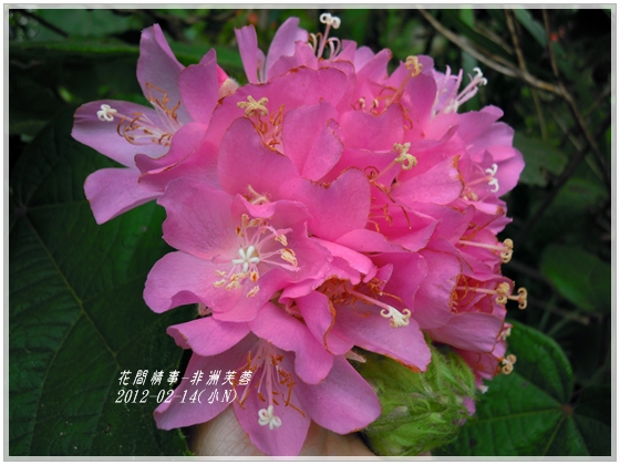 2012-03-非洲芙蓉7