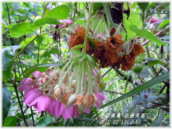 2012-03-非洲芙蓉10